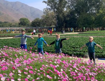 14 Must-Visit Organic Farms For Strawberry And Vegetable Picking In Hong Kong
