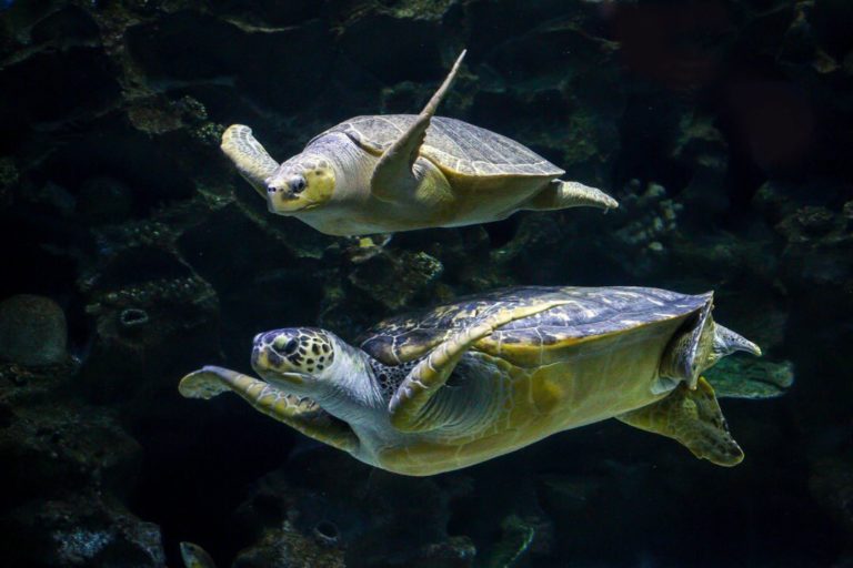 Aquaria KLCC Kuala Lumpur