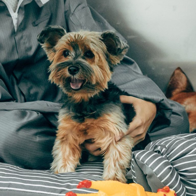 Best-Pet-Hotels-In-Singapore-Battlestar-Boarding-Singapore