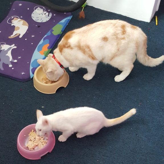 Best-Pet-Hotels-In-Singapore-Catopia