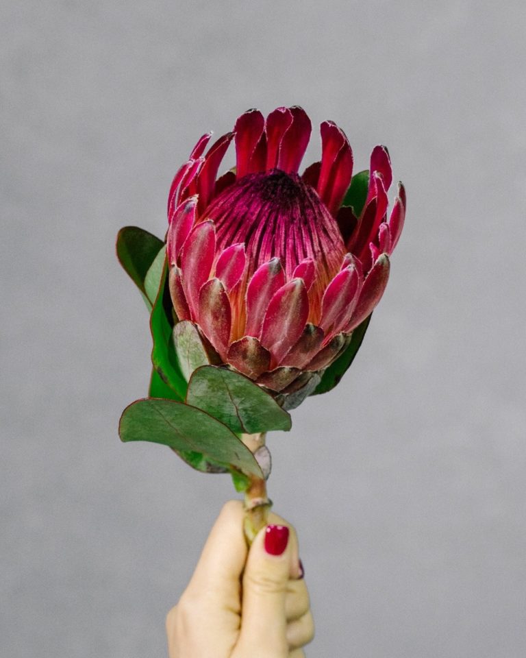 Flannel Flowers Little Steps Asia