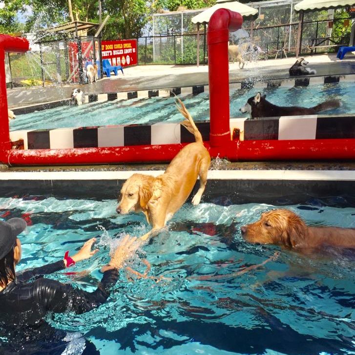 Best-Pet-Hotels-In-Singapore-Sunny-Heights