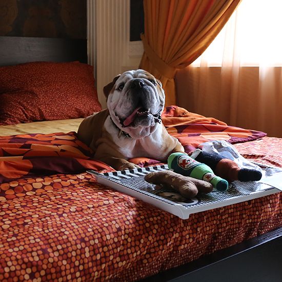 Best-Pet-Hotels-In-Singapore-The-Wagington