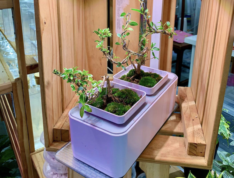 Easi Grow