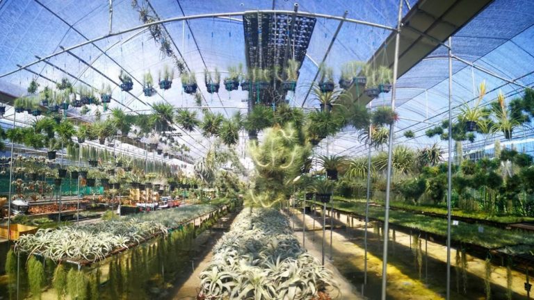 Pick A Plant