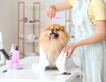 Guide To Best Pet And Dog Groomers In Hong Kong