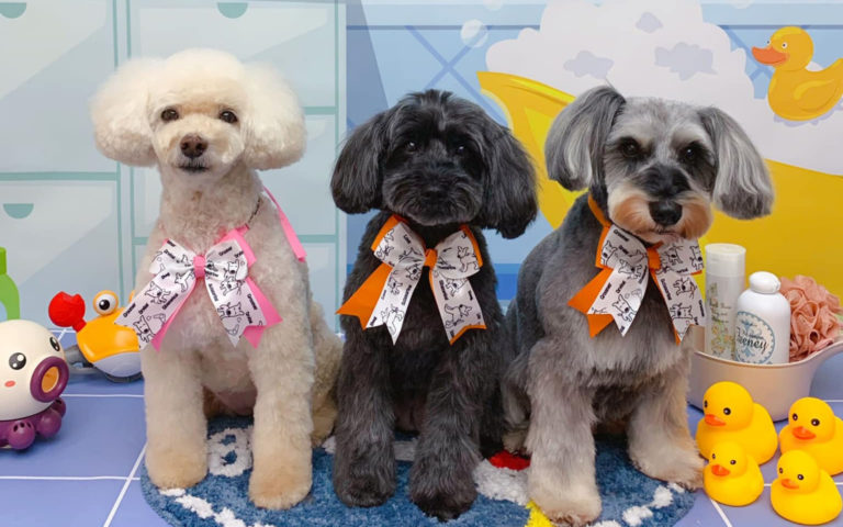 Guide To Top Pet Groomers In Hong Kong - Hot Tails Salon