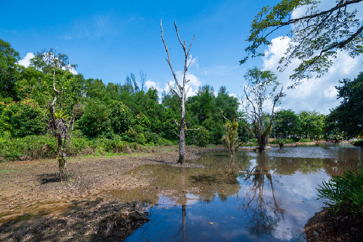 Hampstead Wetlands Park