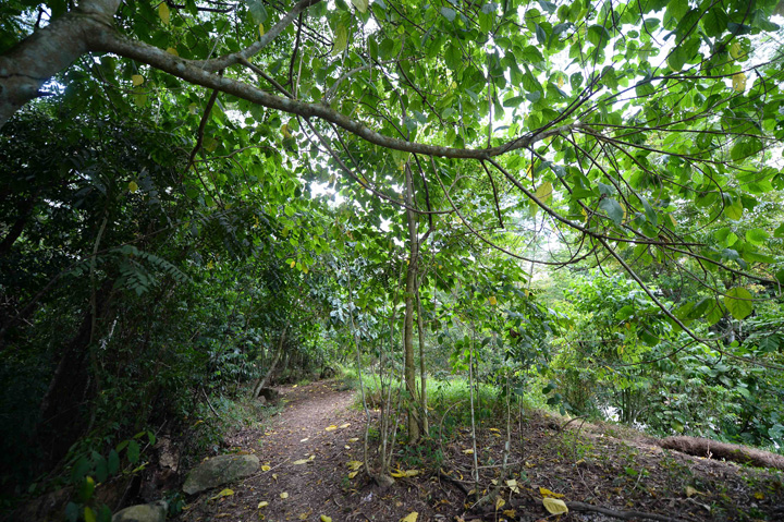 Chestnut Nature Park Hiking Trail In Singapore