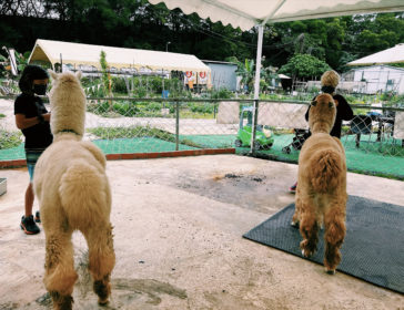 Feed Alpacas, Eat Fresh Pineapples, And Play Outdoors At Go Green Organic Farm In New Territories, Hong Kong