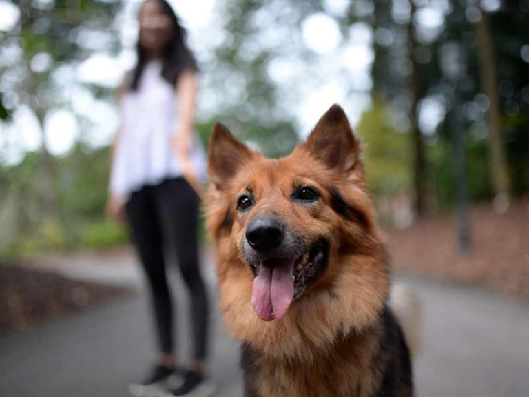 Bishan Ang Mo Kio Park Dog Run