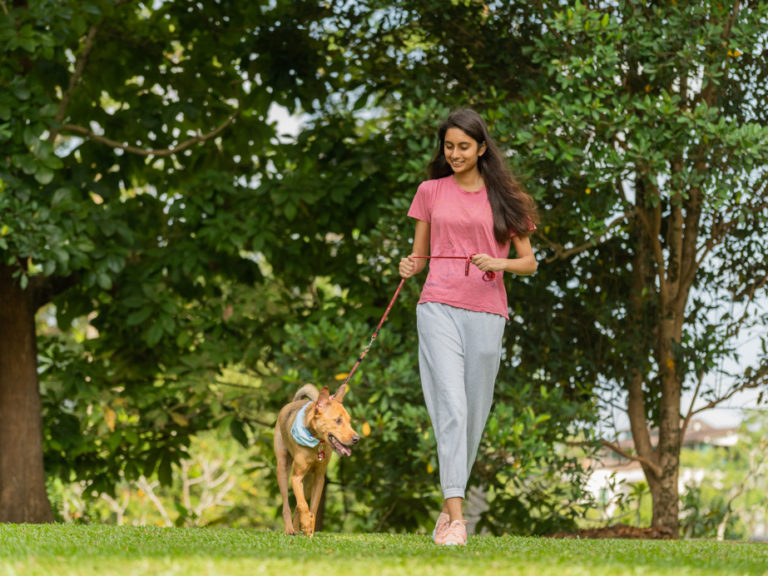 Clementi Woods Park Dog Run