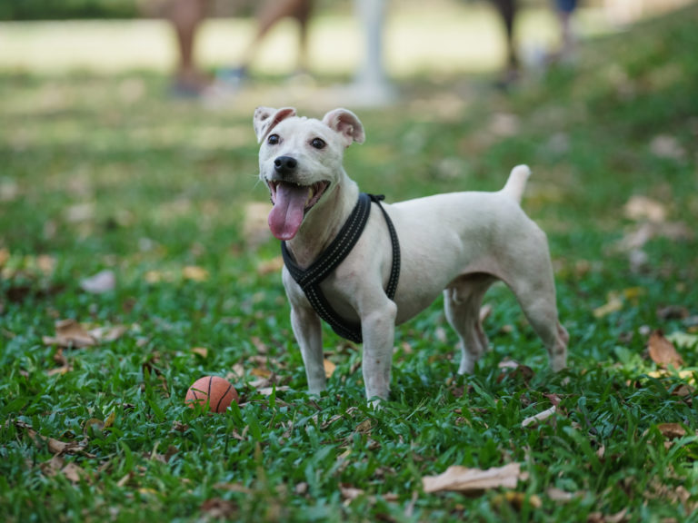 Punggol Park Dog Run