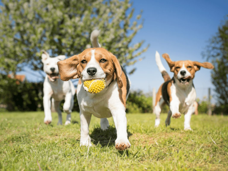 Simpang Bedok Dog Run