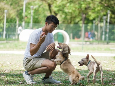 Tiong Bahru Sit Wah Dog Run