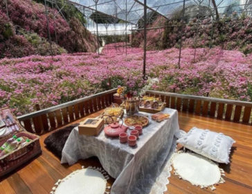 Floral Paradise At Cameron Highlands Flora Park, Malaysia