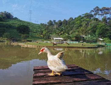 Family Time At Bukit Jelutong Eco Community Park, Malaysia