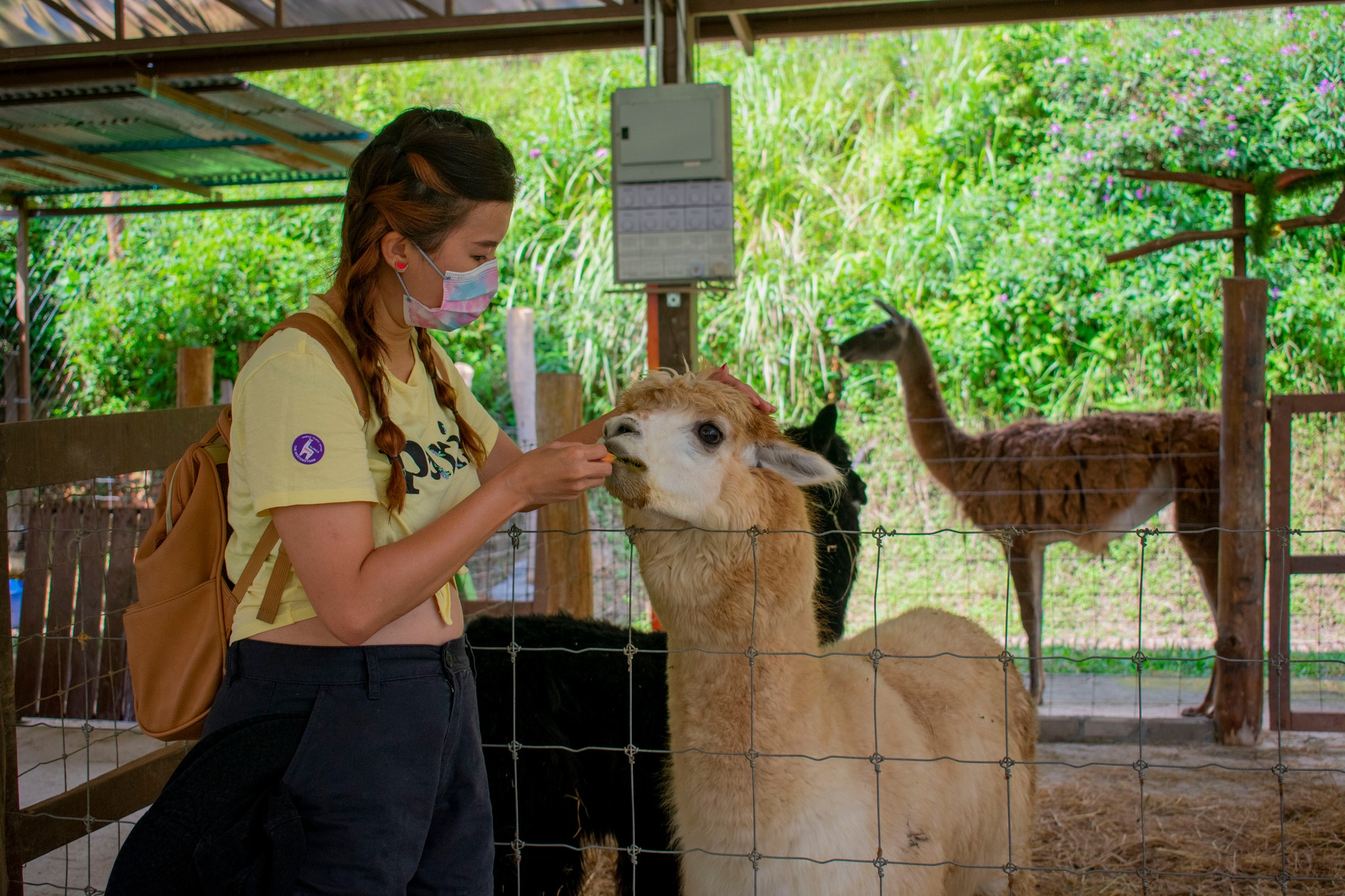 The-Bentong-Farm-Kuala-Lumpur