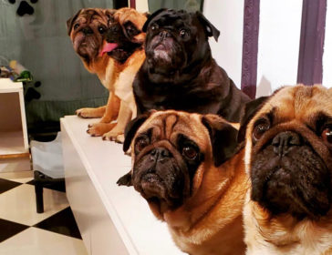 What The Pug Dog Cafe In Singapore
