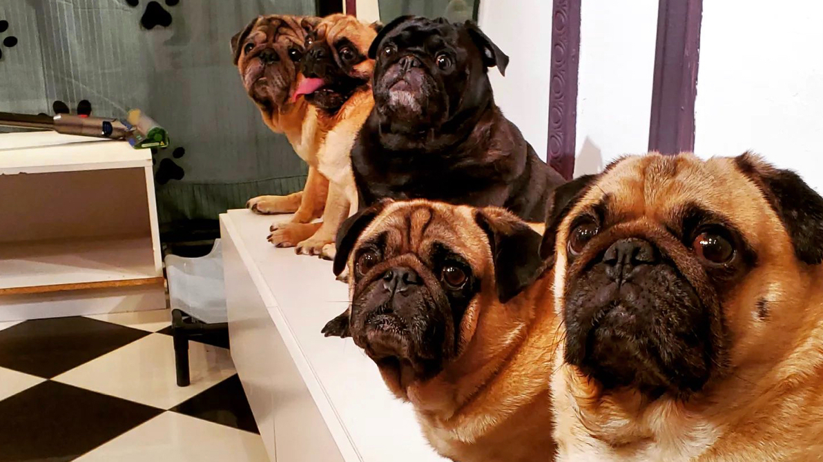 What The Pug
